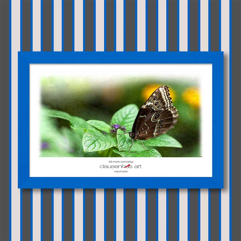 blå-morpho-sommerfugl-copy.jpg