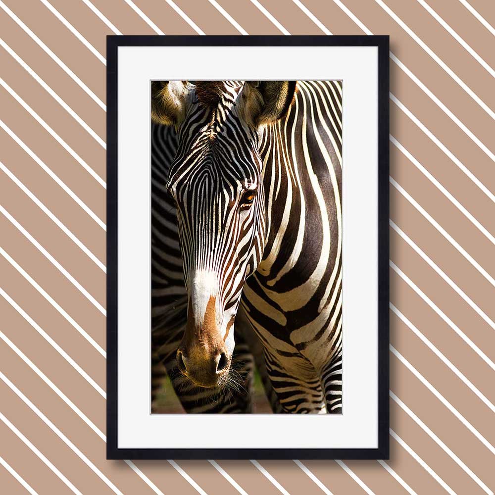titel: zebra 2