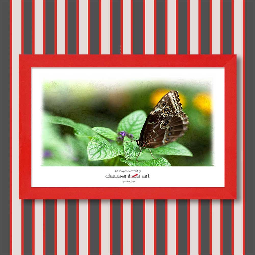 blå-morpho-sommerfugl-copy.jpg