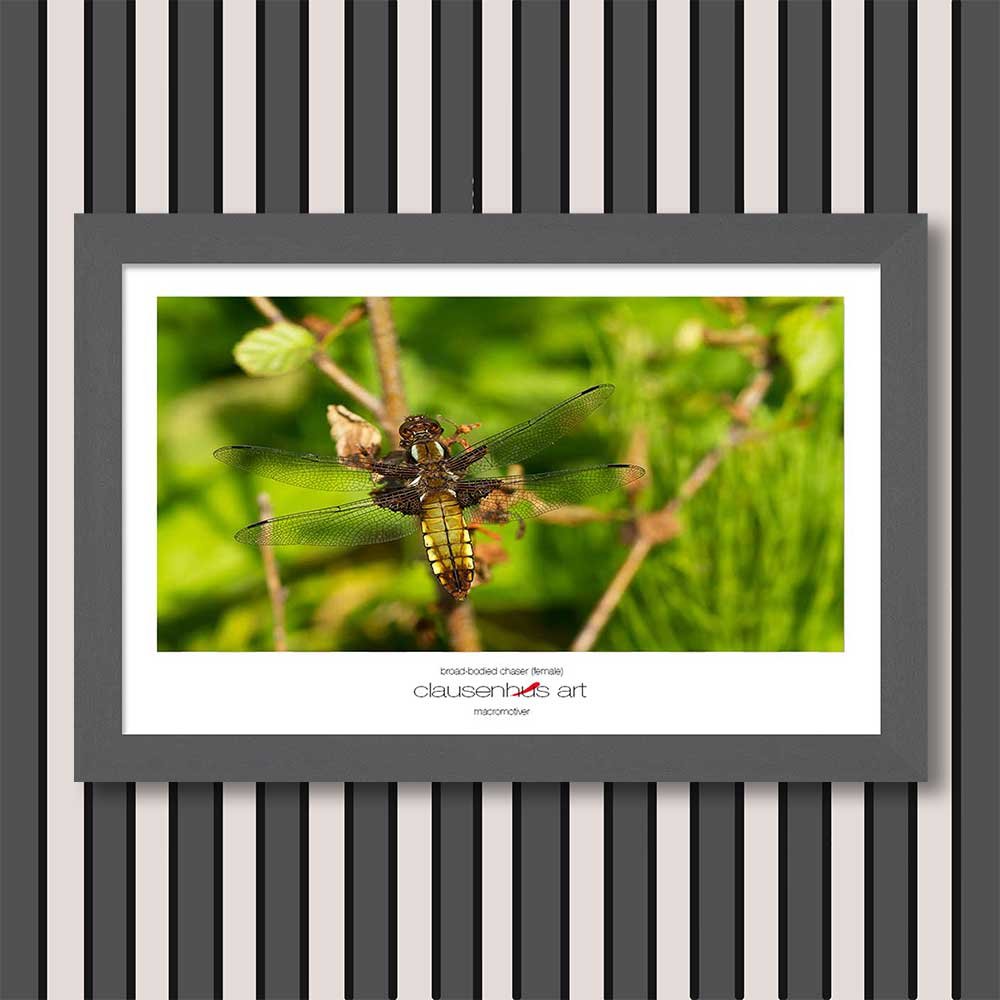 broad-bodied-chaser-(female)-copy.jpg