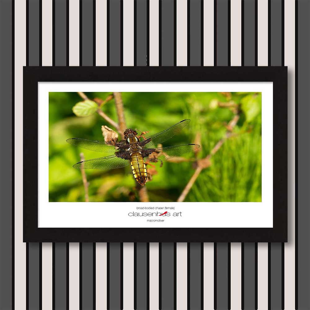 broad-bodied-chaser-(female)-copy.jpg