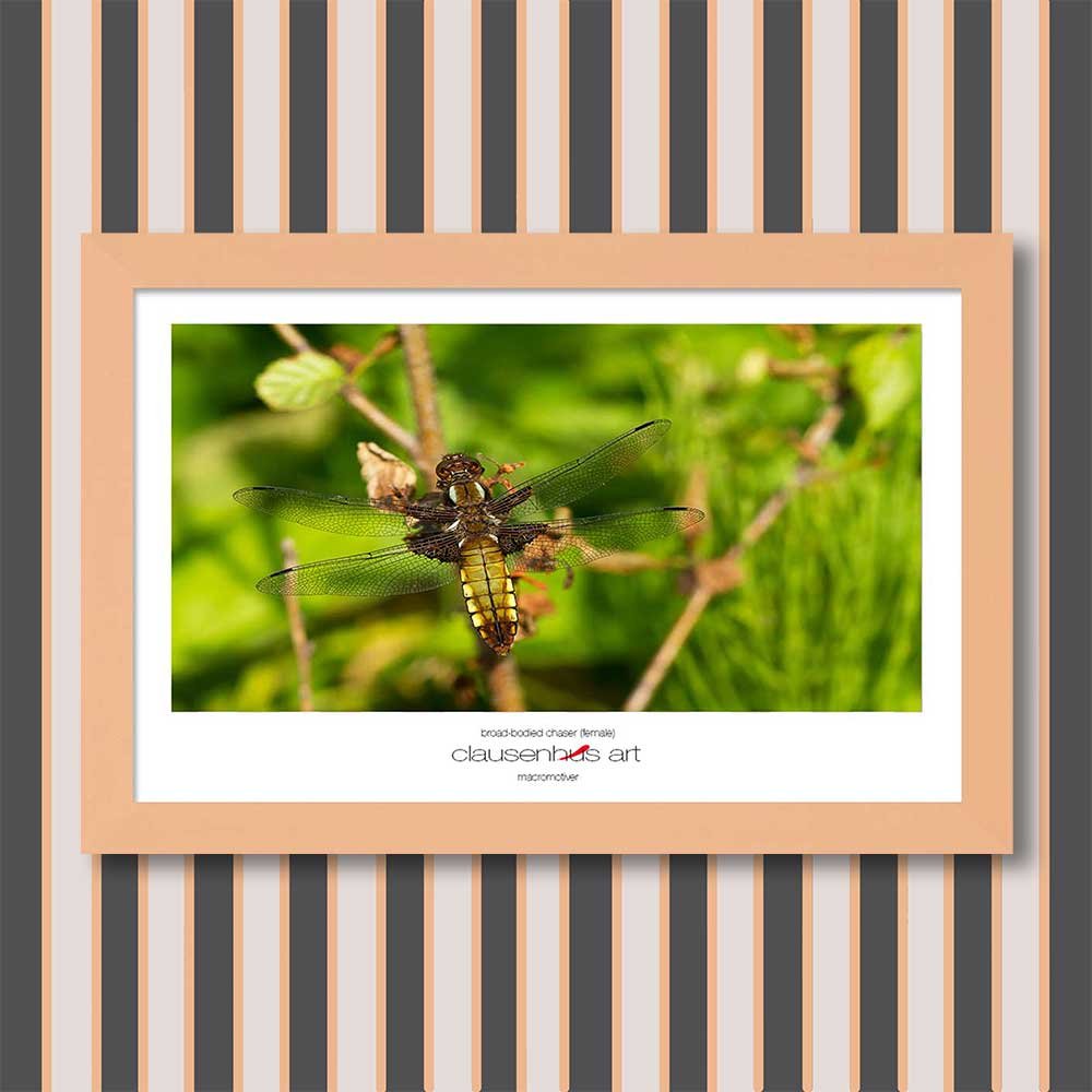 broad-bodied-chaser-(female)-copy.jpg