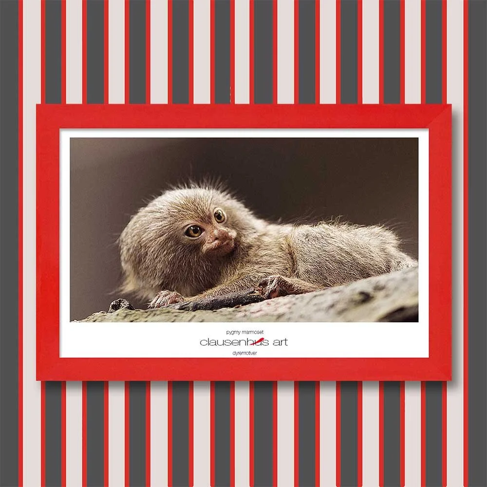 pygmy-marmoset.jpg