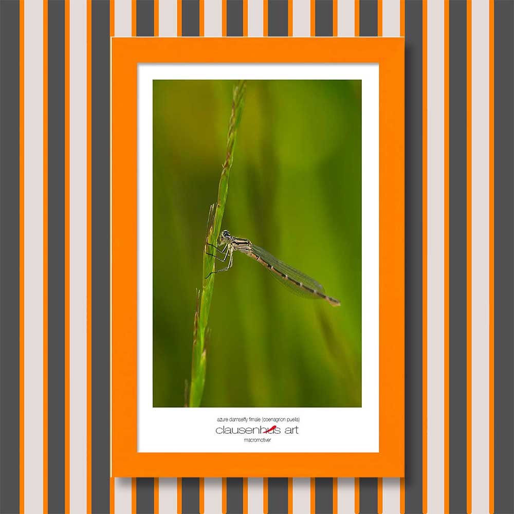 azure-damselfly-fimale-(coenagrion-puella)-copy.jpg