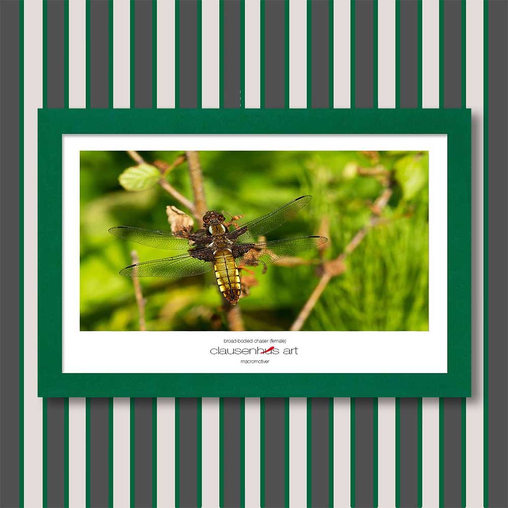 broad-bodied-chaser-(female)-copy.jpg