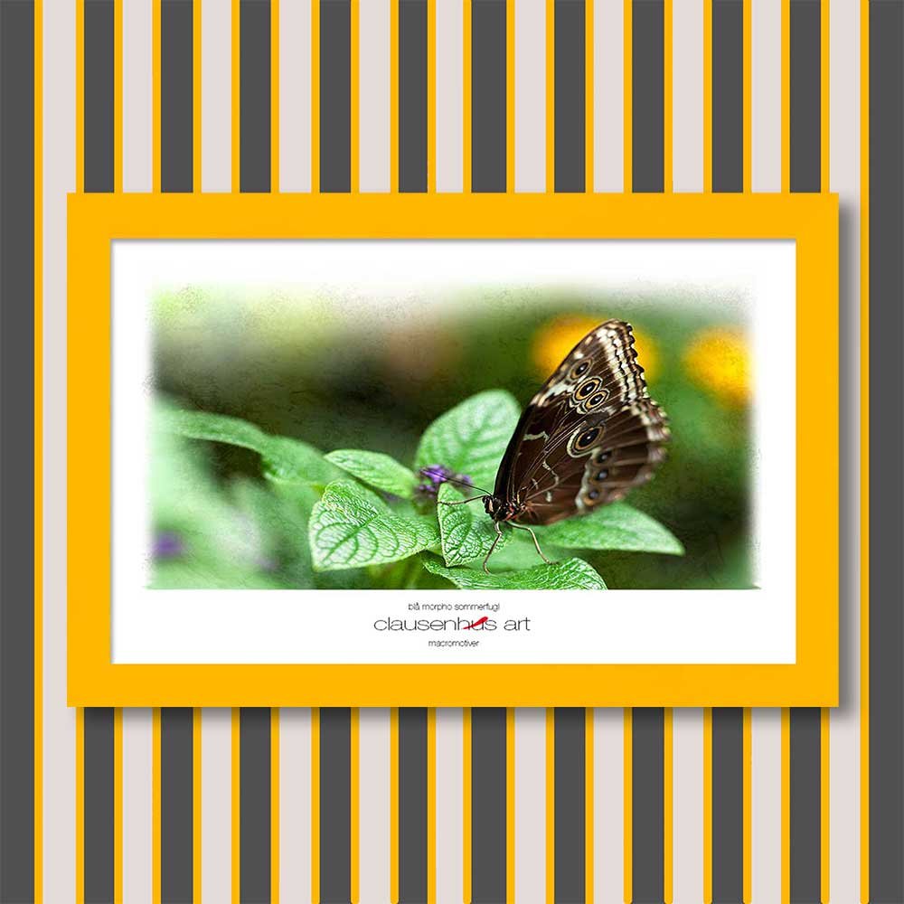 blå-morpho-sommerfugl-copy.jpg