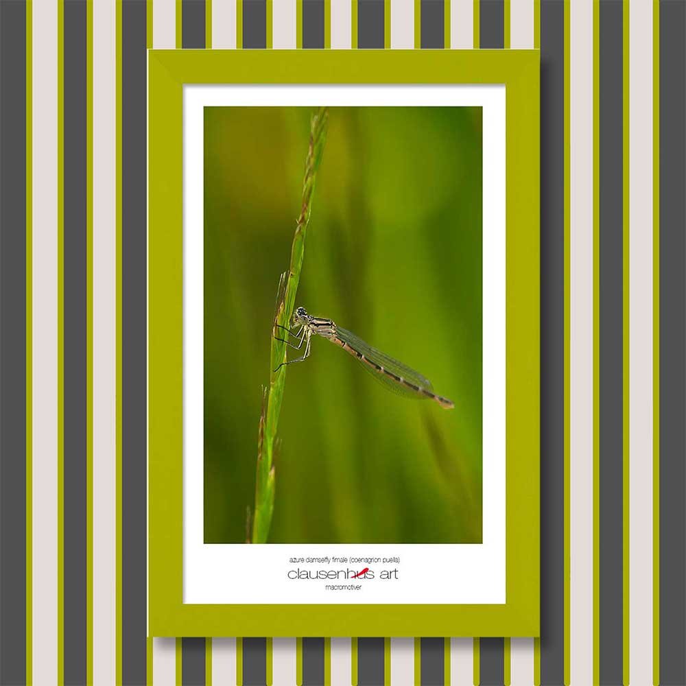 azure-damselfly-fimale-(coenagrion-puella)-copy.jpg