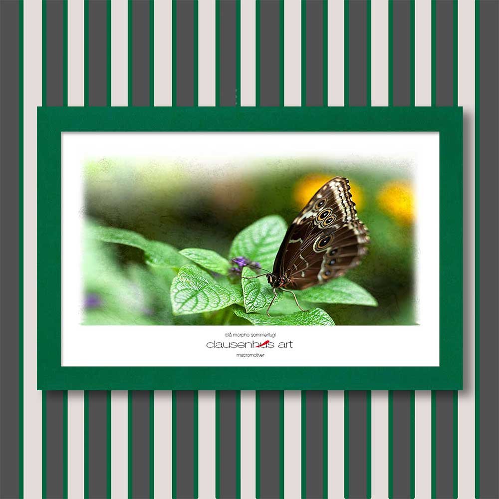 blå-morpho-sommerfugl-copy.jpg