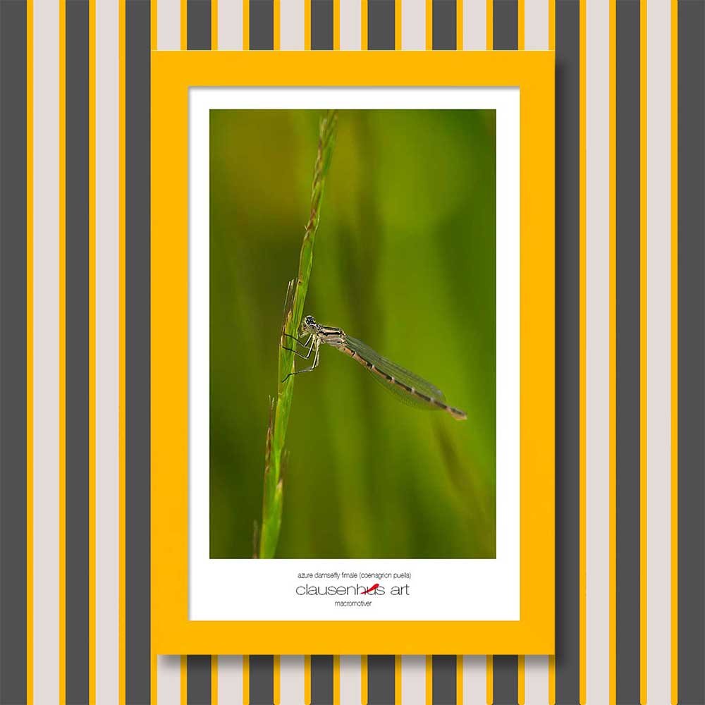 azure-damselfly-fimale-(coenagrion-puella)-copy.jpg