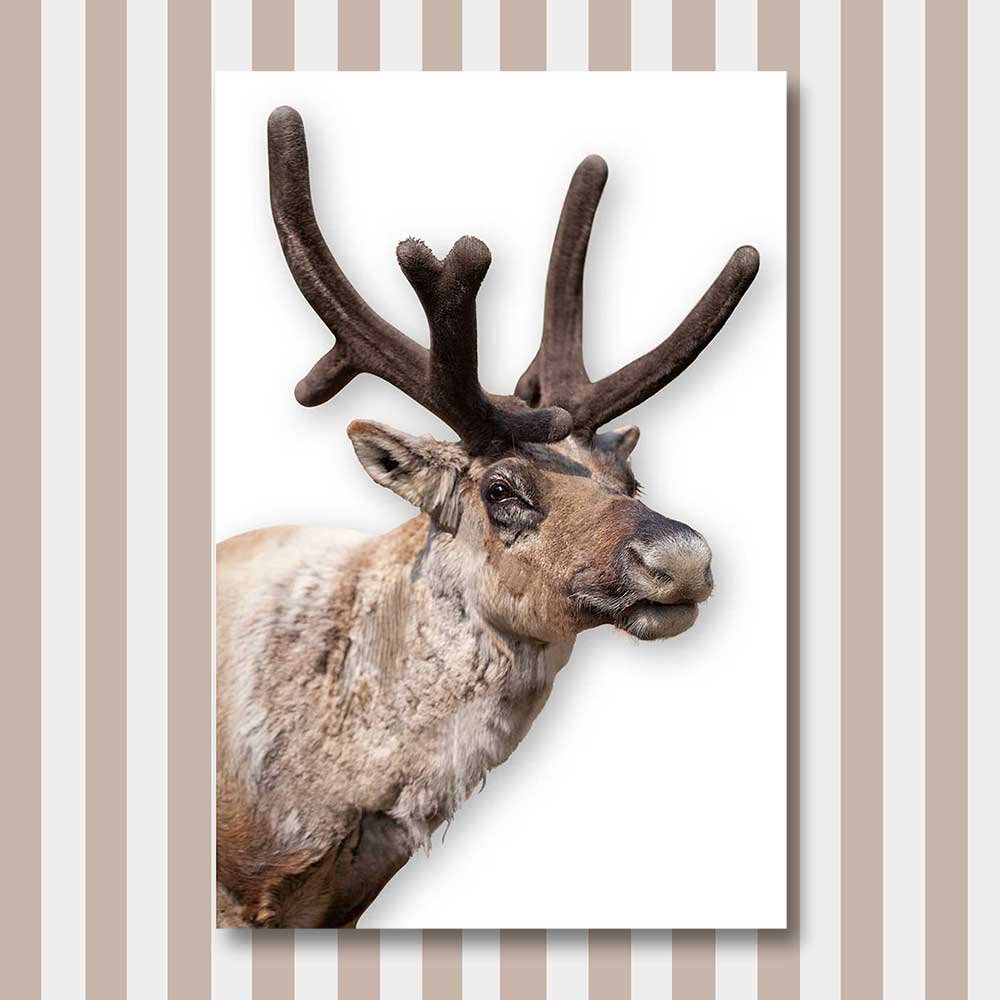 titel: rudolf