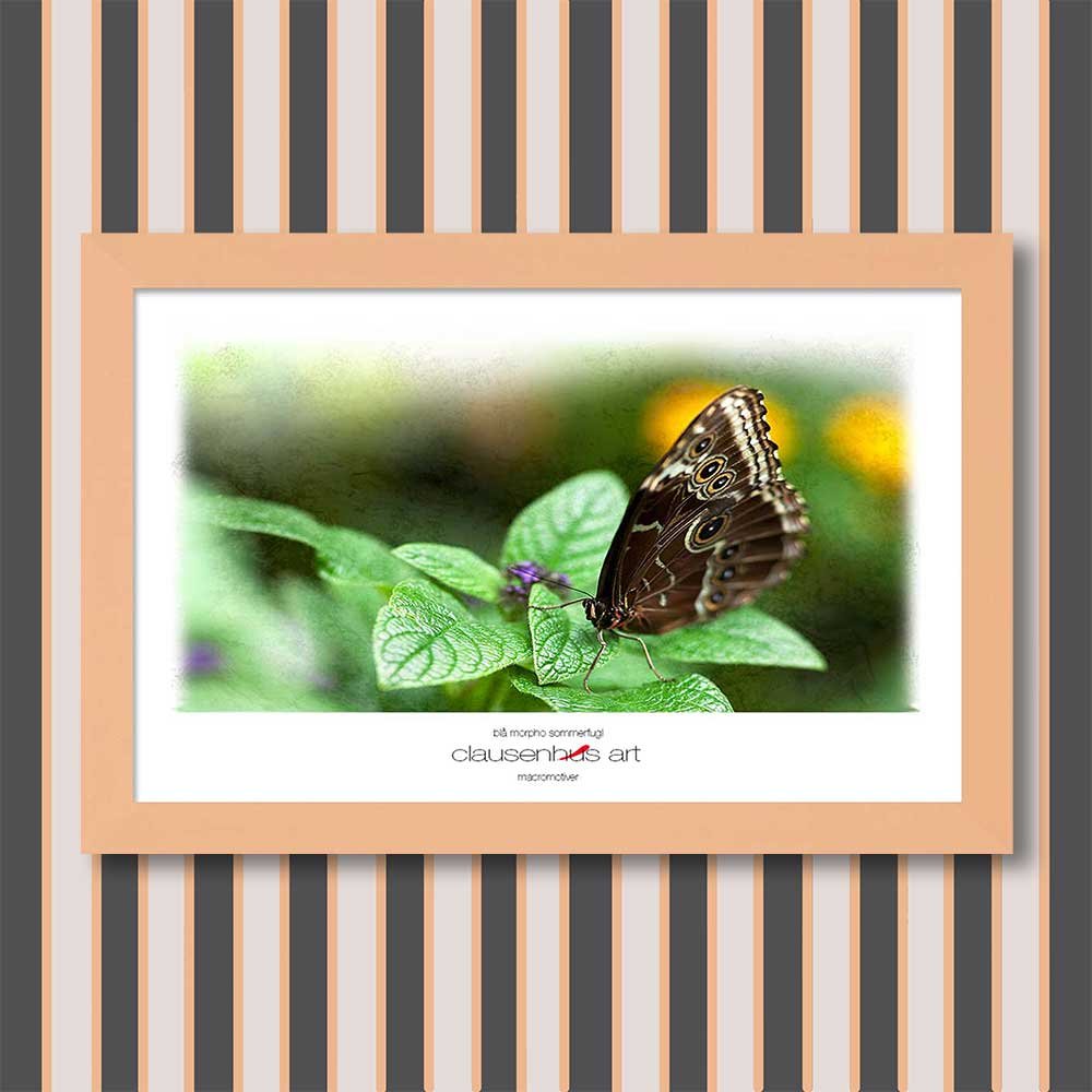 blå-morpho-sommerfugl-copy.jpg