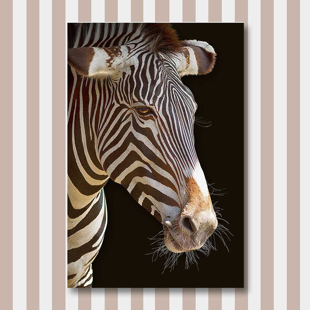 titel: zebra 3