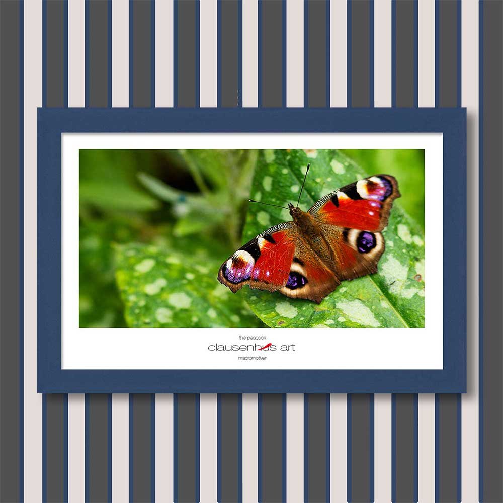 the-peacock-copy.jpg