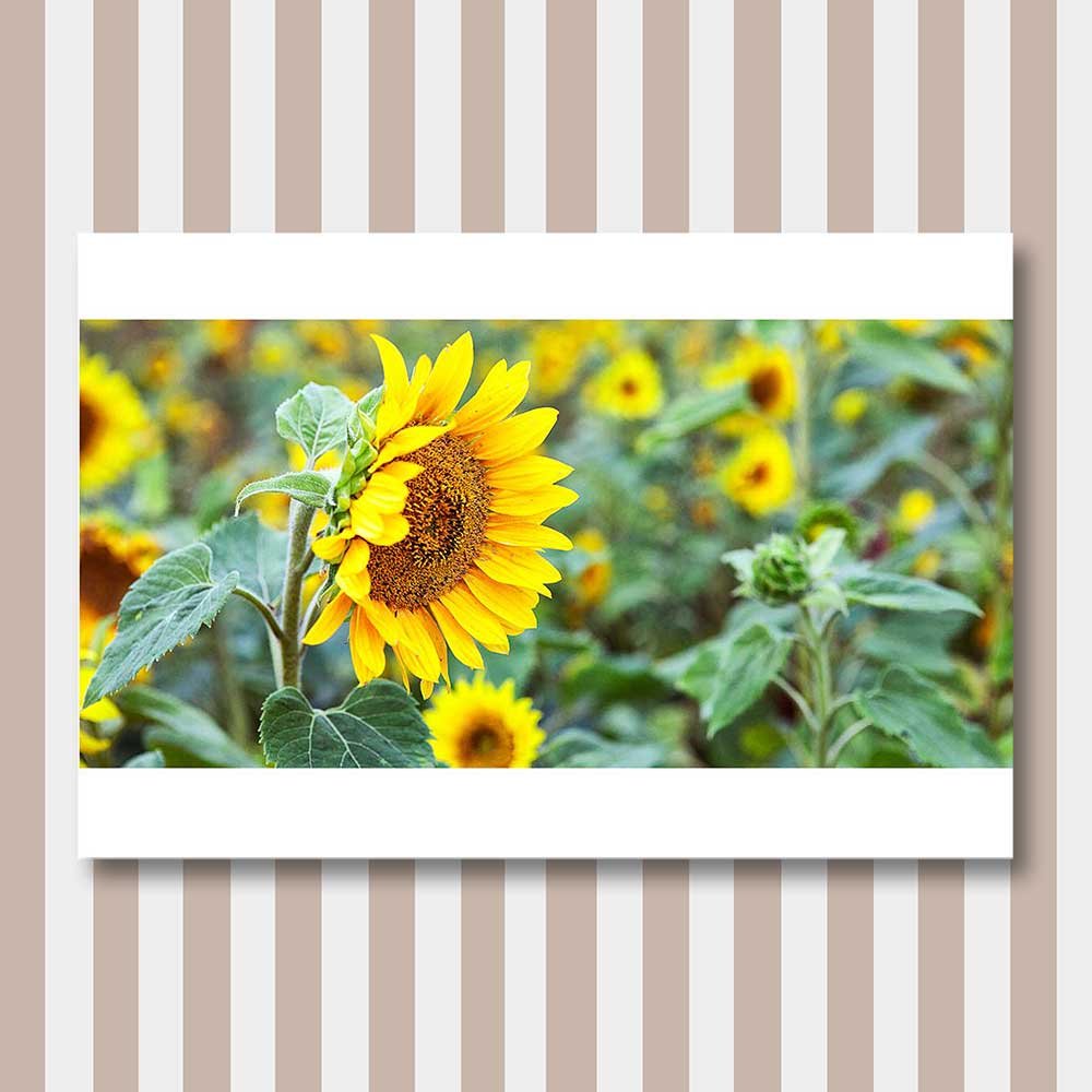 titel: blomsterfält