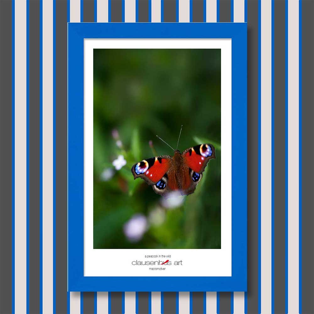 a-peacock-in-the-wild-copy.jpg
