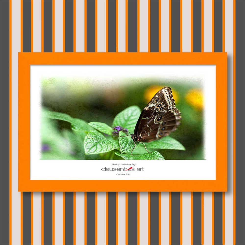 blå-morpho-sommerfugl-copy.jpg