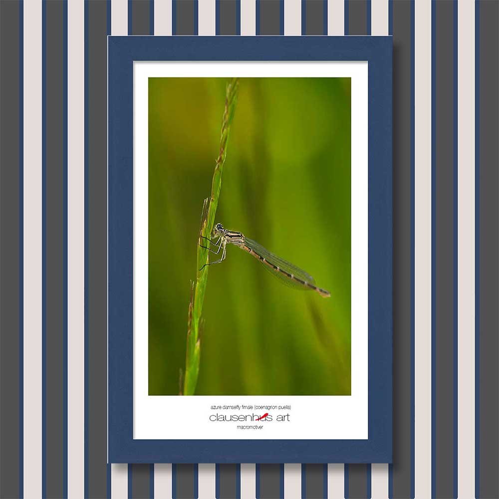 azure-damselfly-fimale-(coenagrion-puella)-copy.jpg