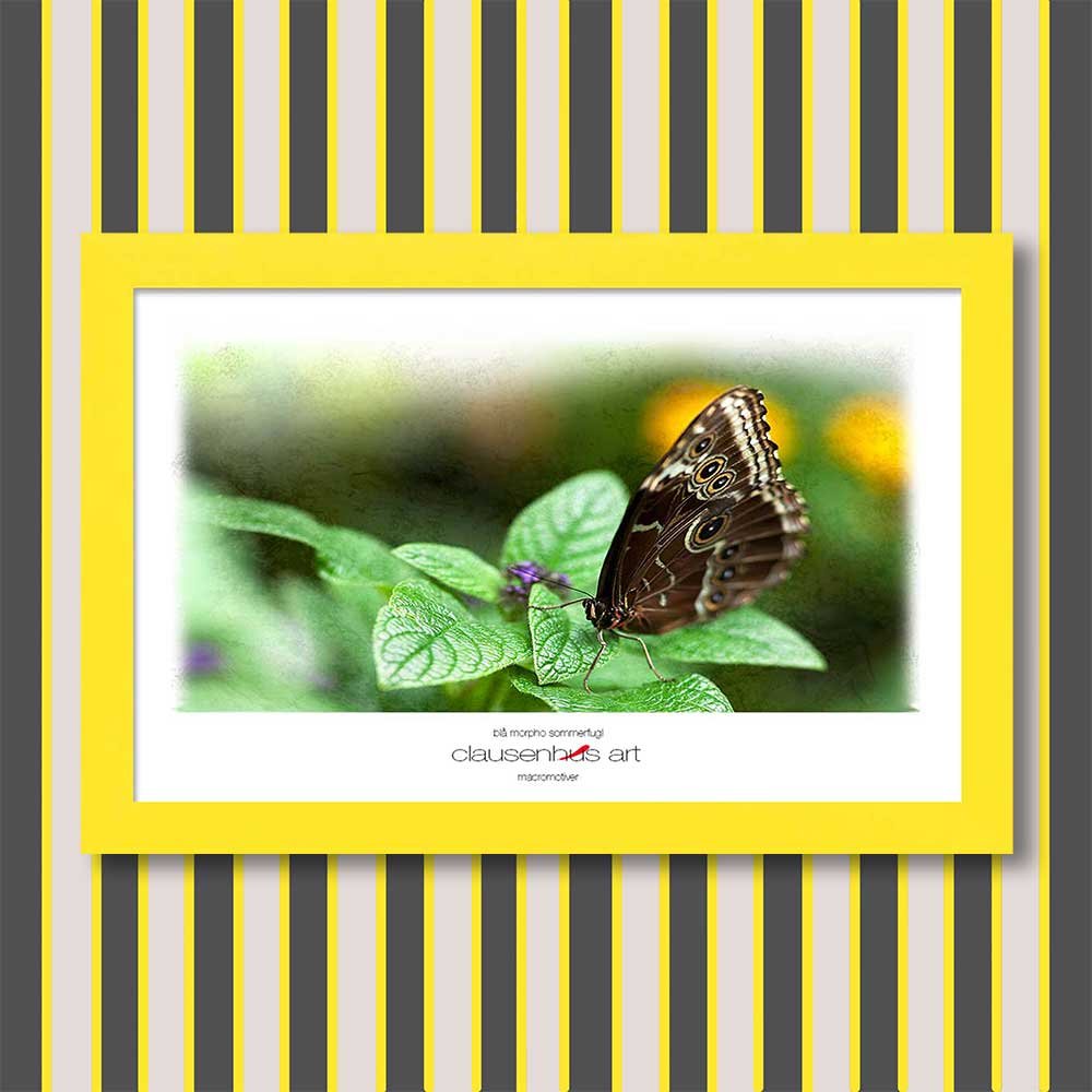 blå-morpho-sommerfugl-copy.jpg