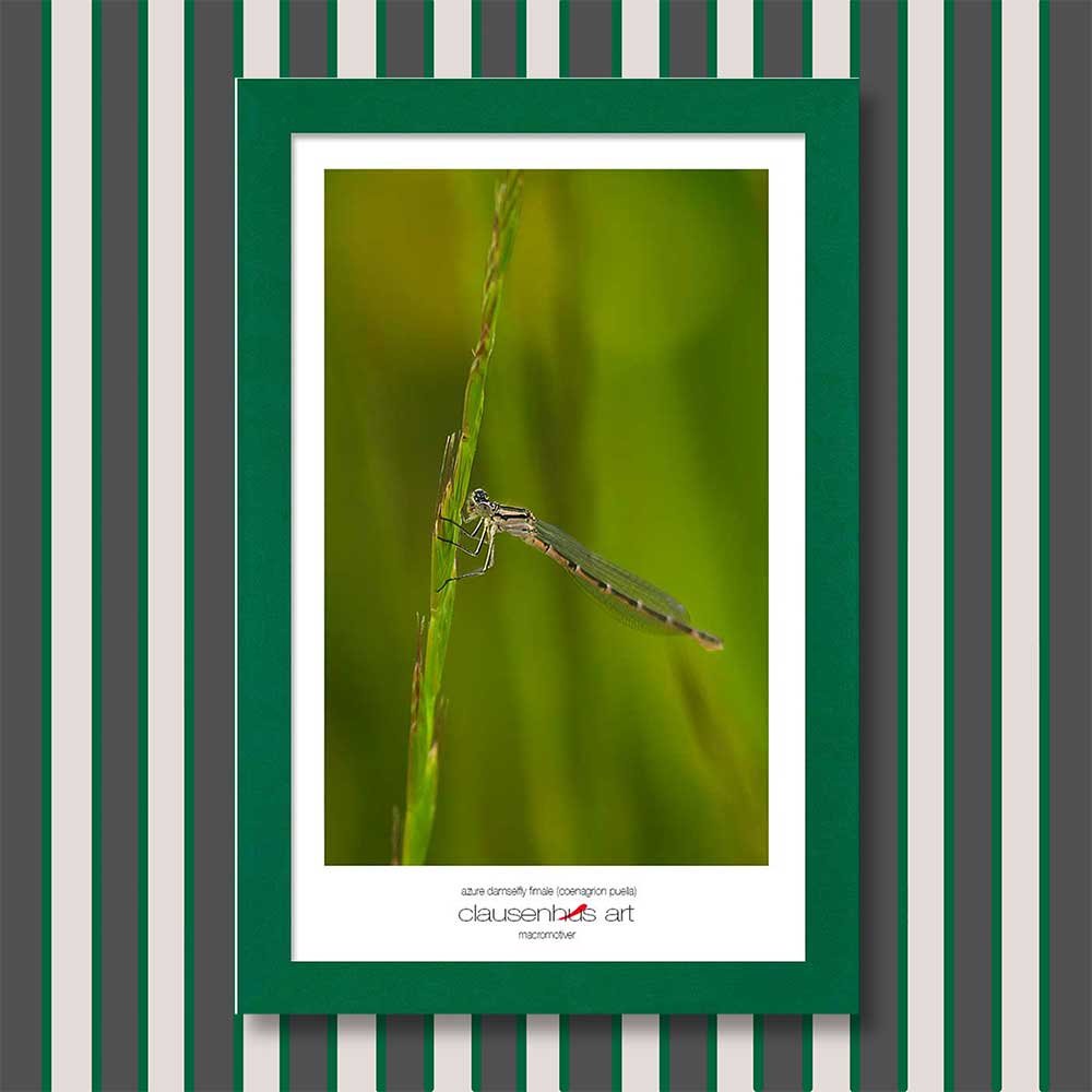 azure-damselfly-fimale-(coenagrion-puella)-copy.jpg