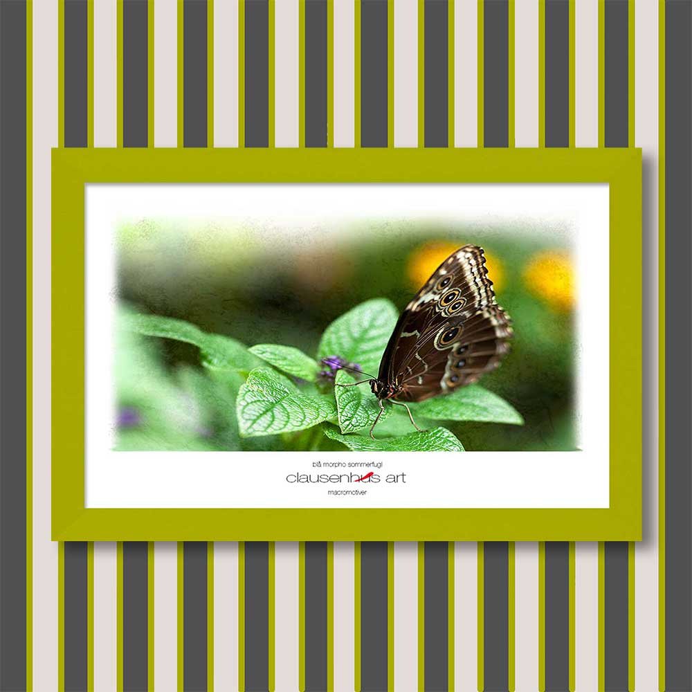 blå-morpho-sommerfugl-copy.jpg