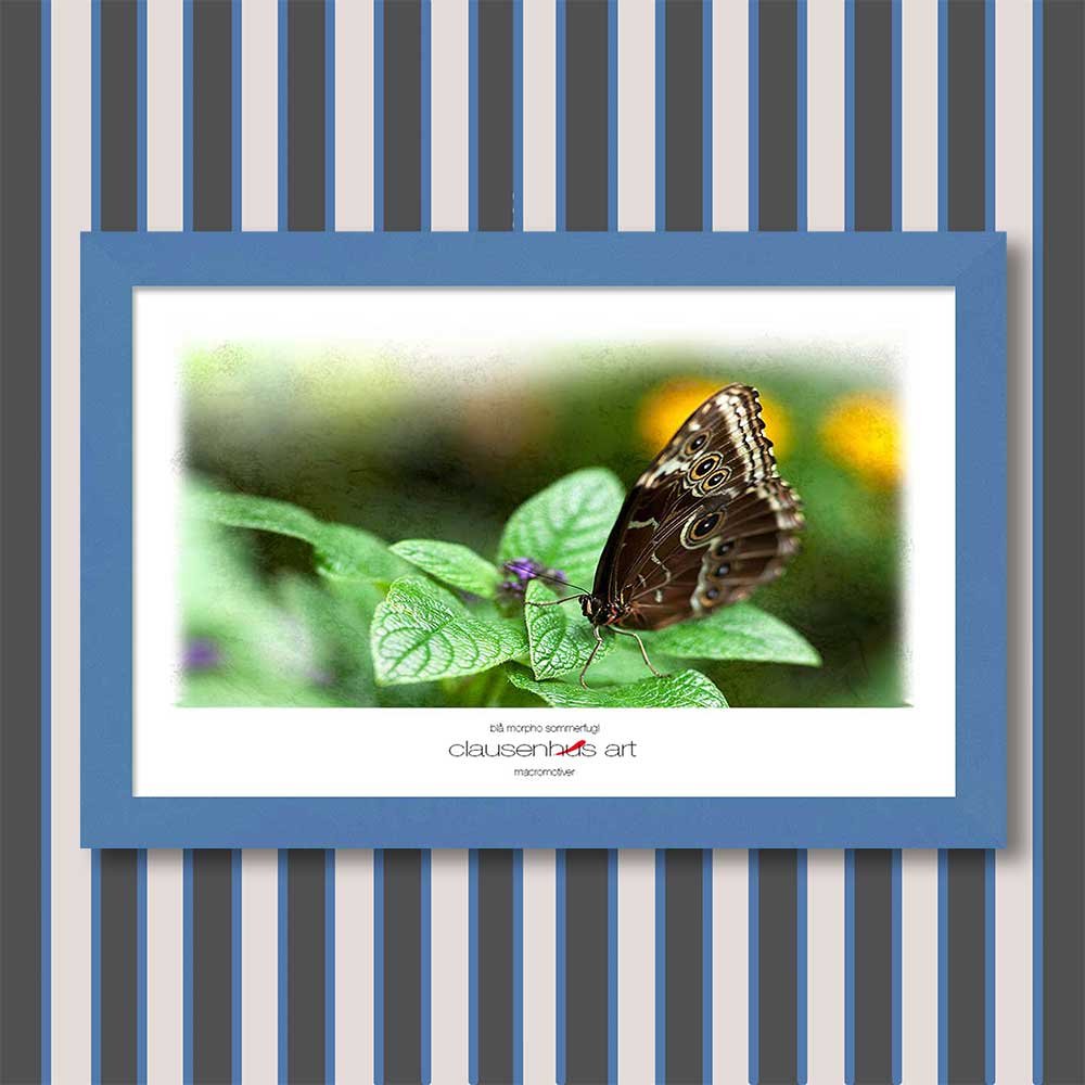 blå-morpho-sommerfugl-copy.jpg
