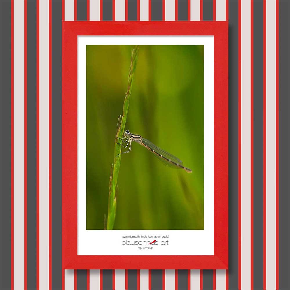 azure-damselfly-fimale-(coenagrion-puella)-copy.jpg
