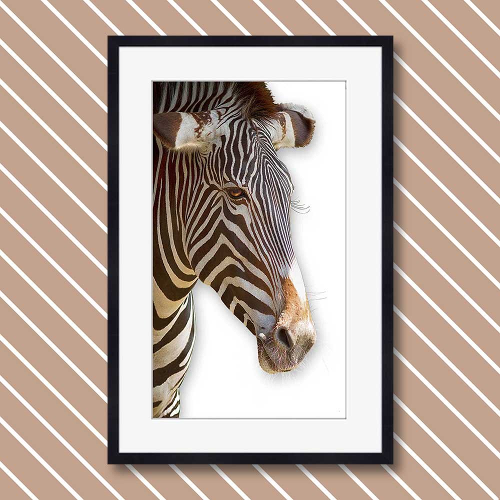 titel: zebra 1