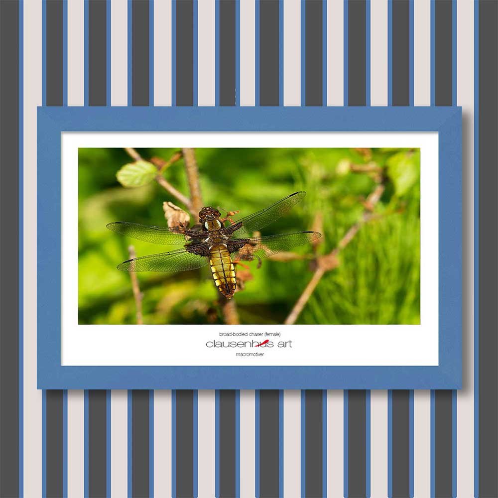 broad-bodied-chaser-(female)-copy.jpg