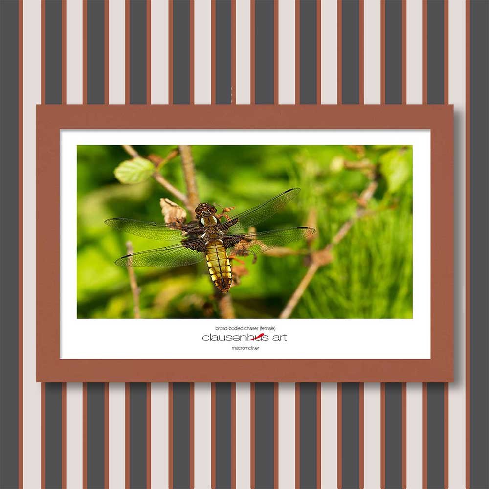 broad-bodied-chaser-(female)-copy.jpg