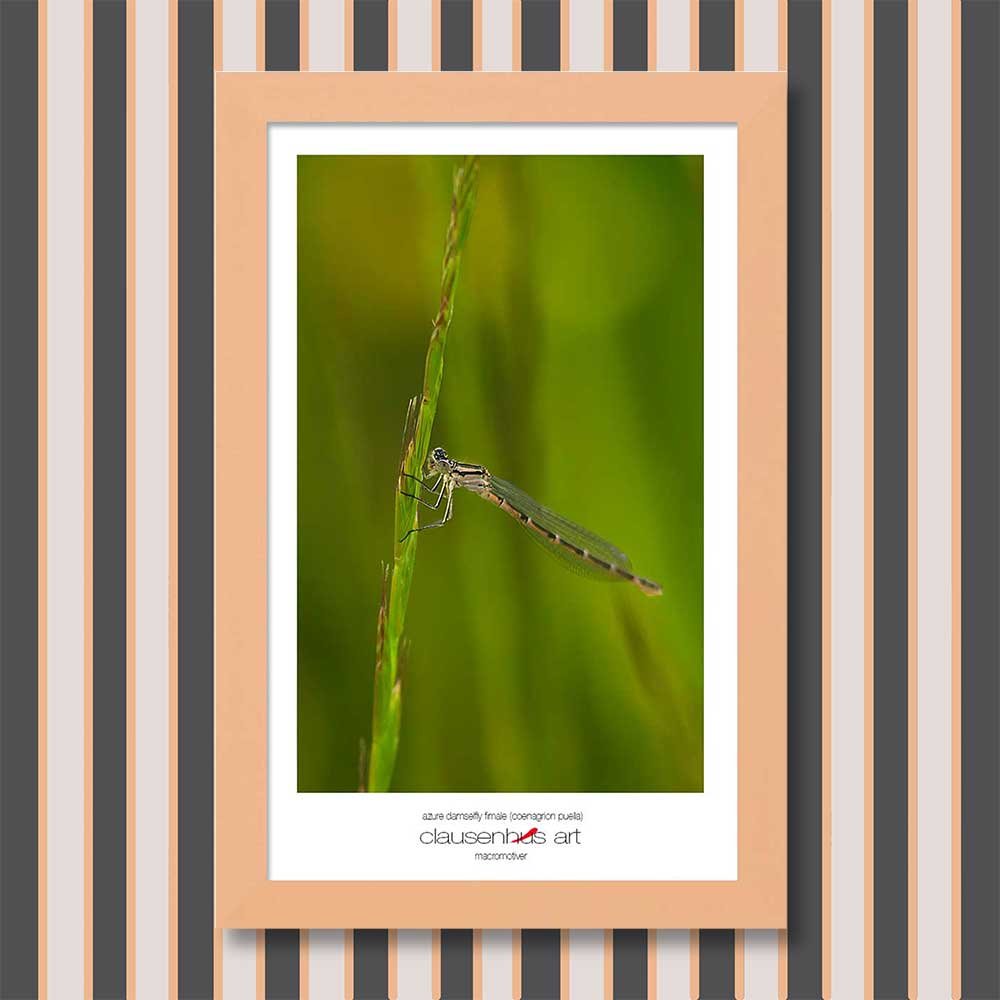 azure-damselfly-fimale-(coenagrion-puella)-copy.jpg