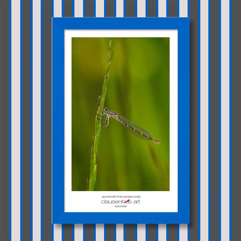 azure-damselfly-fimale-(coenagrion-puella)-copy.jpg