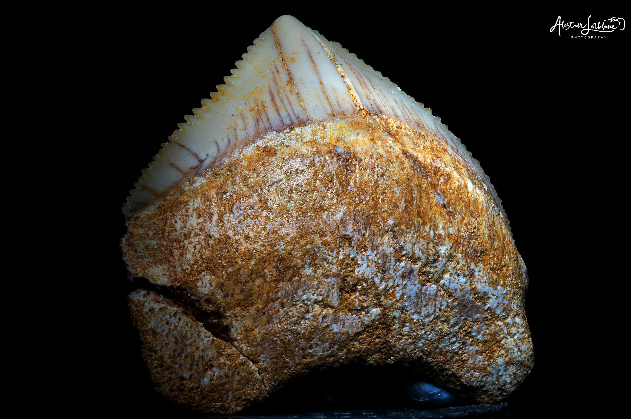 Tooth_1.jpg
