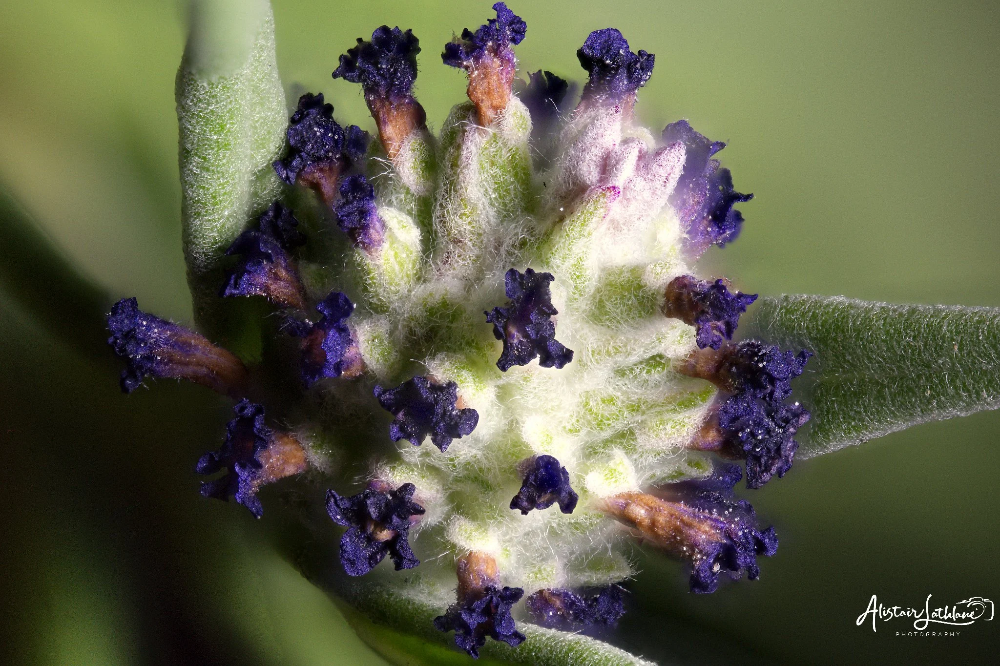 Window Plant_1.jpg