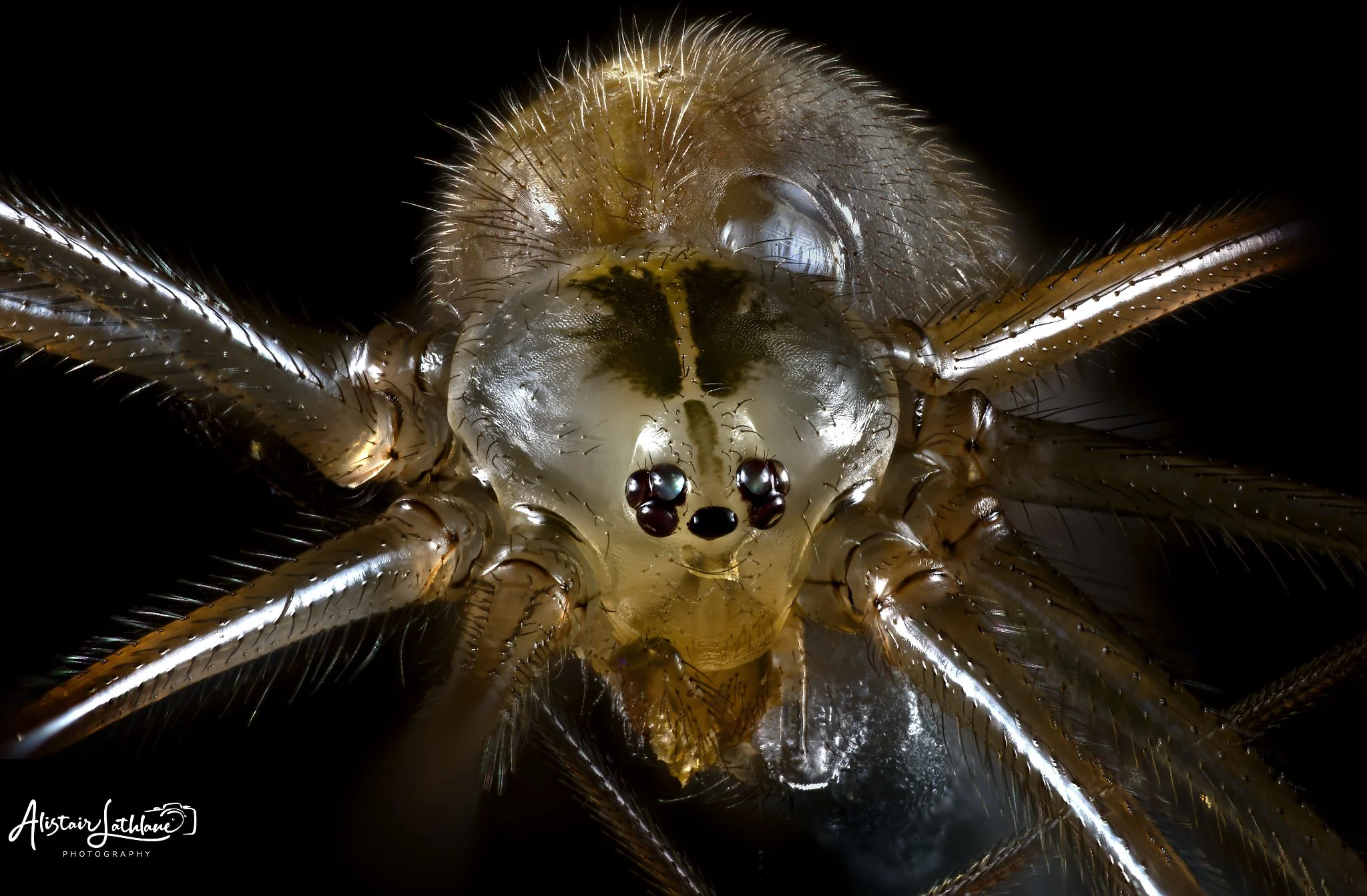 Spider_1.jpg