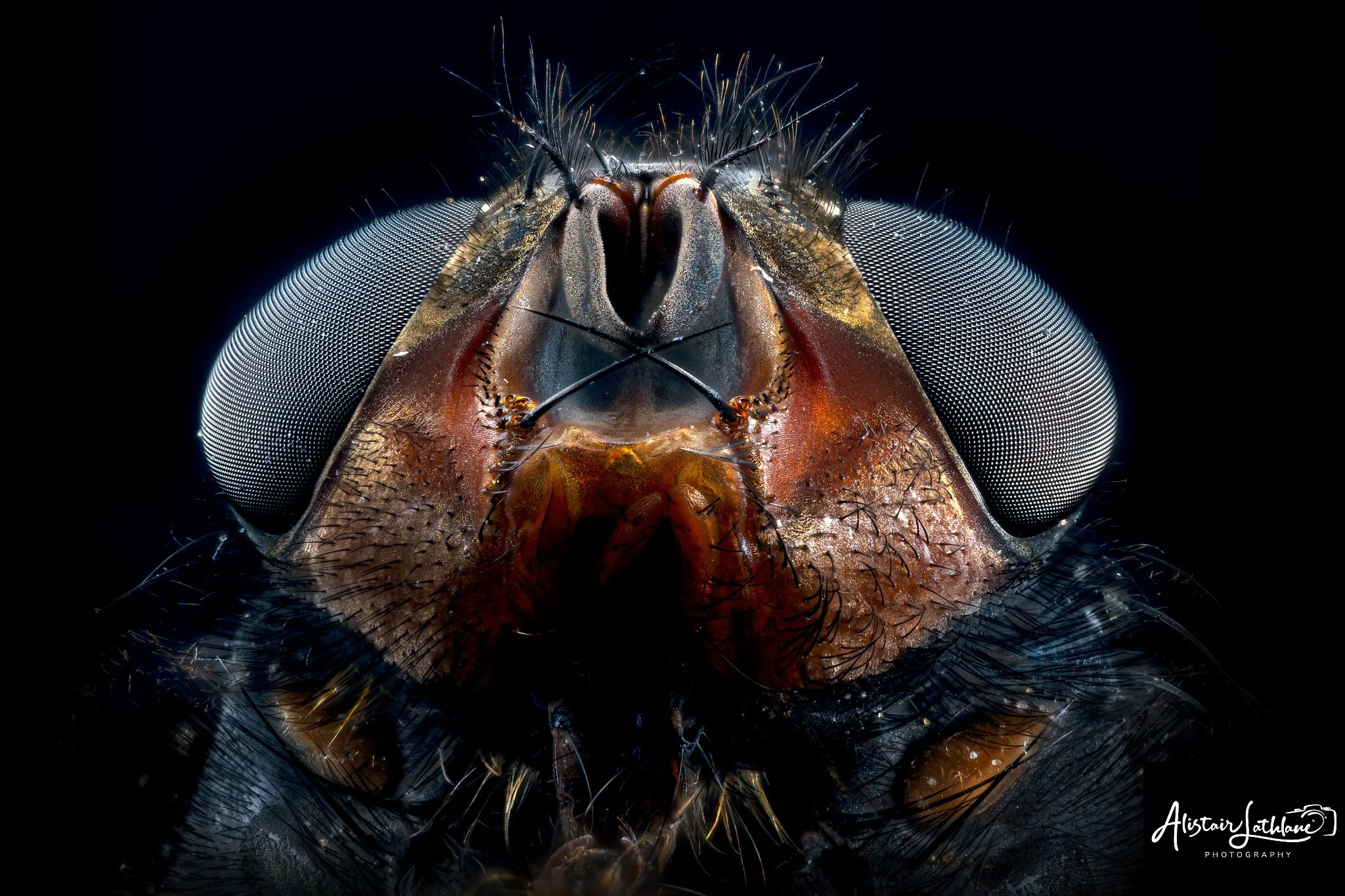 The Fly_1.jpg