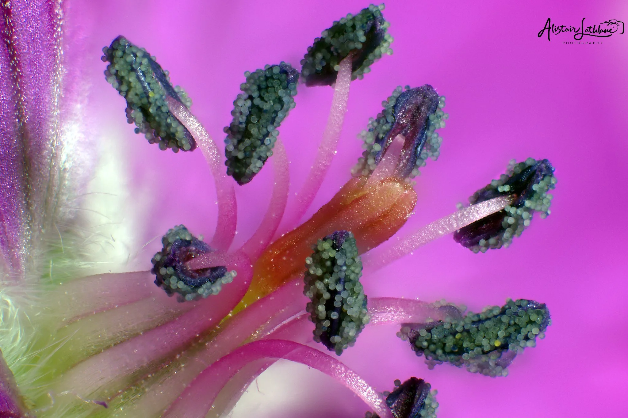 Pink_1.jpg
