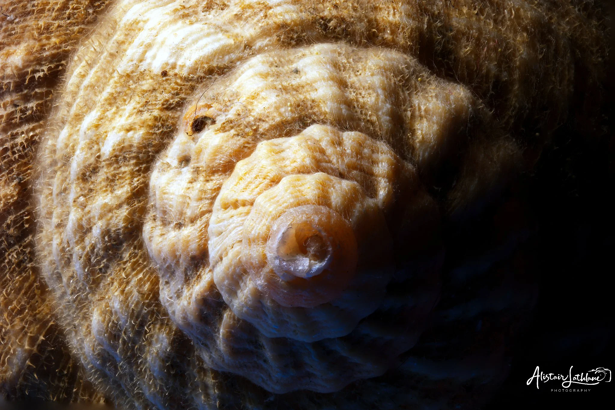 Big Shell_1.jpg