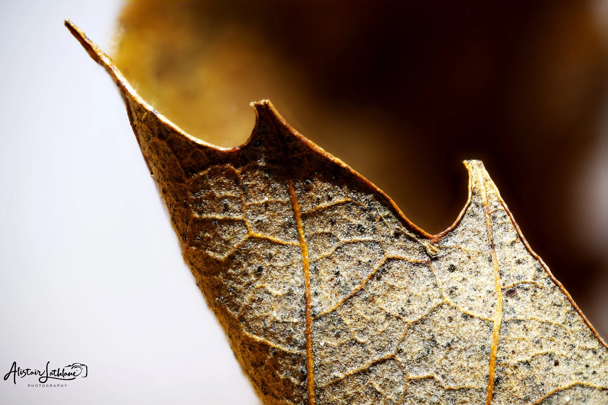 Big Leaf 2_1.jpg