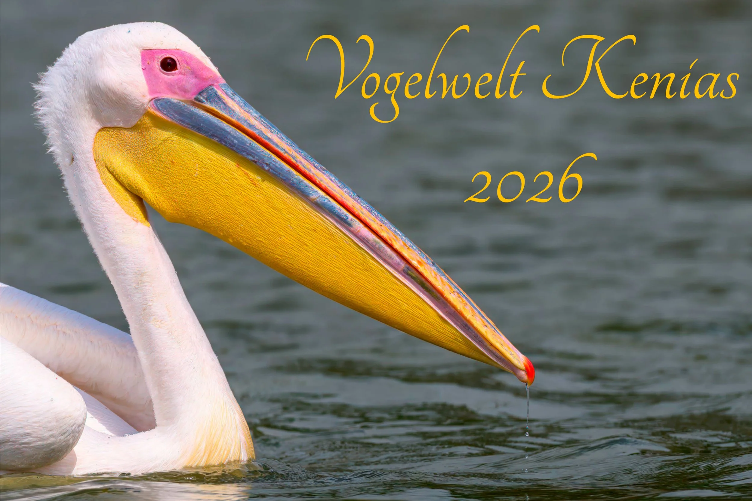 Vogelwelt Kenias - Kalender 2026