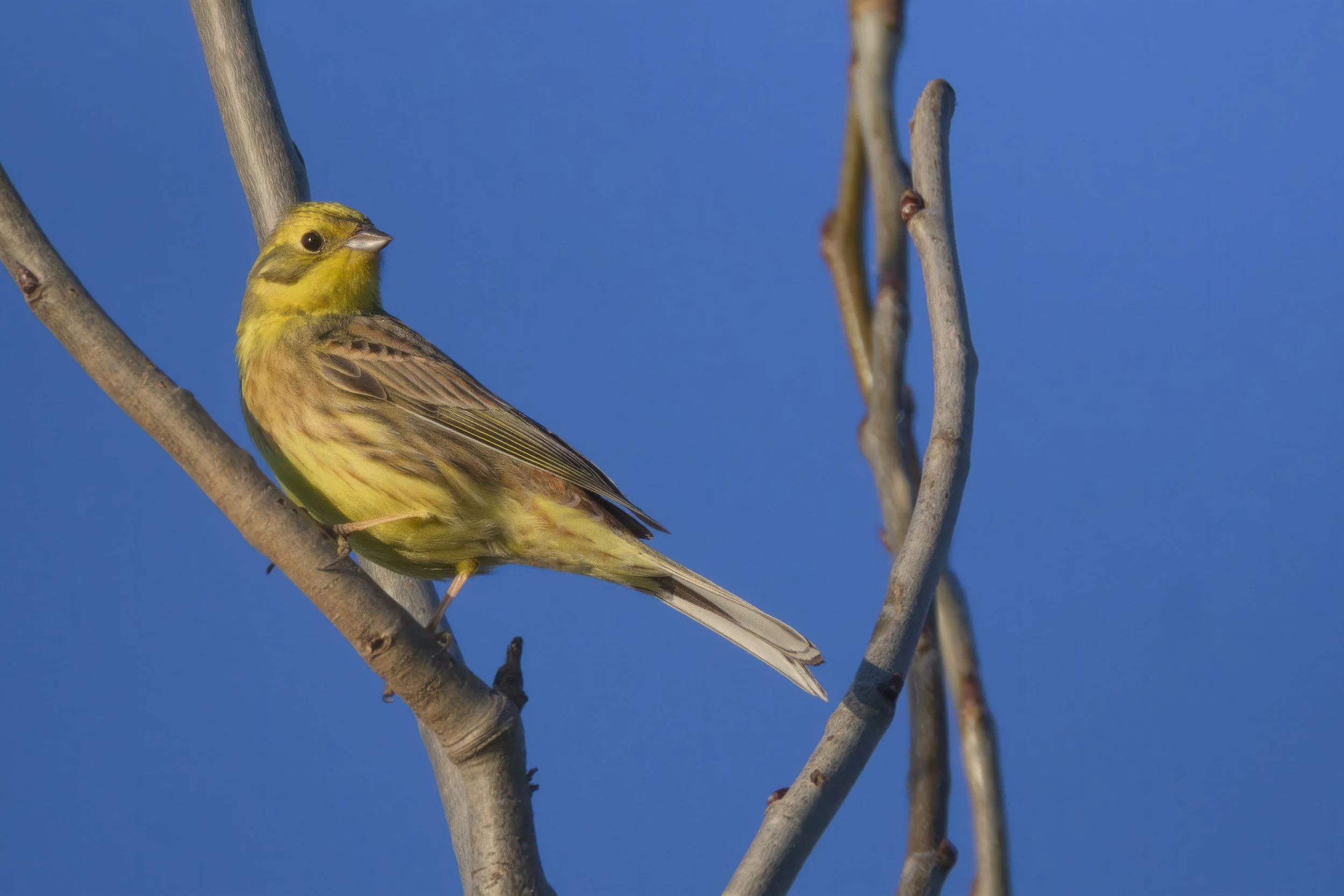 Goldammer (Emberiza citrinella) - 
 
Nikon Z9 | 1/1600 sek | &#x192;/5.6 | ISO 640 | 840 mm 
 - Leipzig | DE | 4. April 2025