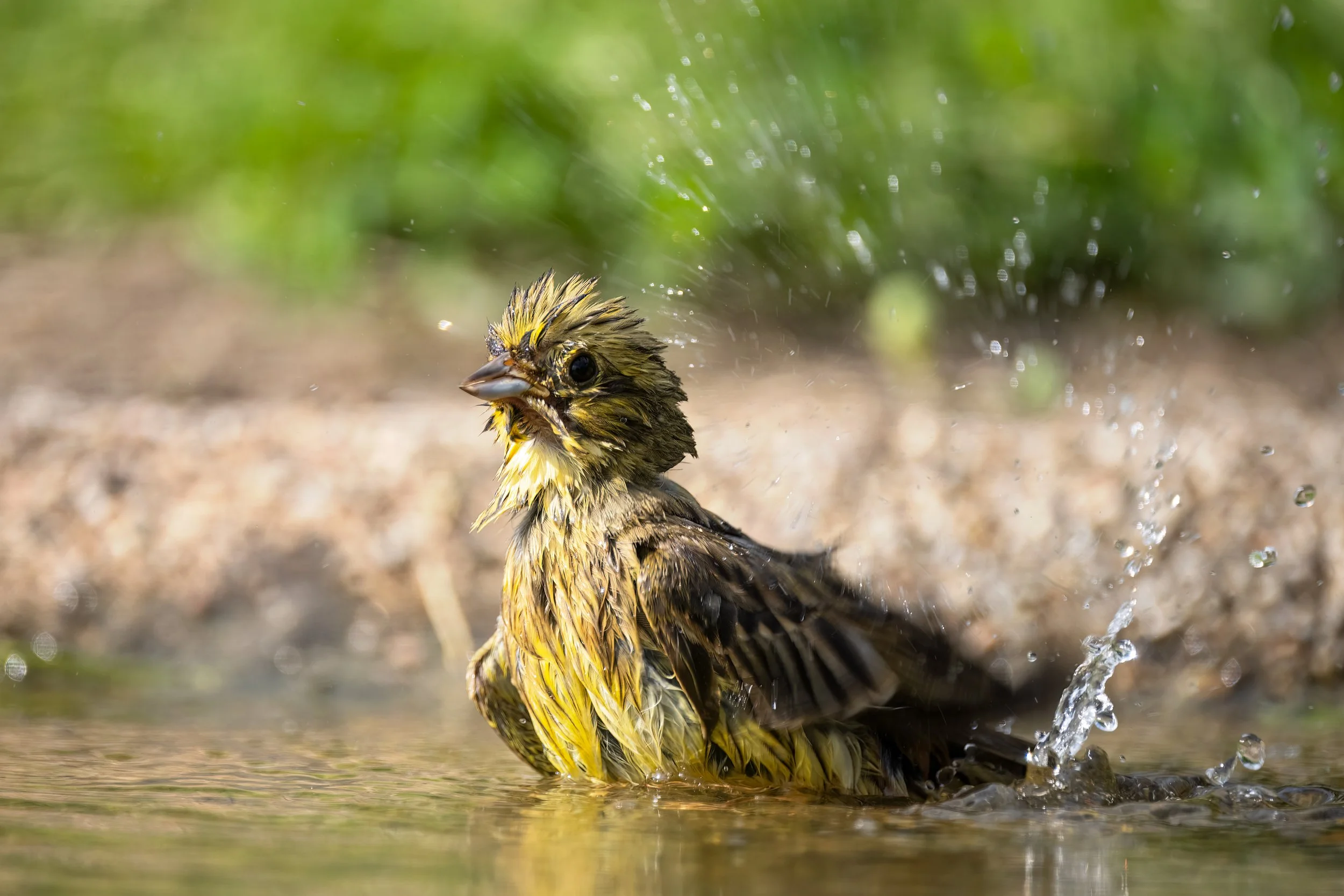 Goldammer (Emberiza citrinella) - 
 
Nikon Z7 II | 1/1000 sek | &#x192;/6.3 | ISO 400 | 560 mm 
 - Zabeltitz | DE | 19. Juli 2021