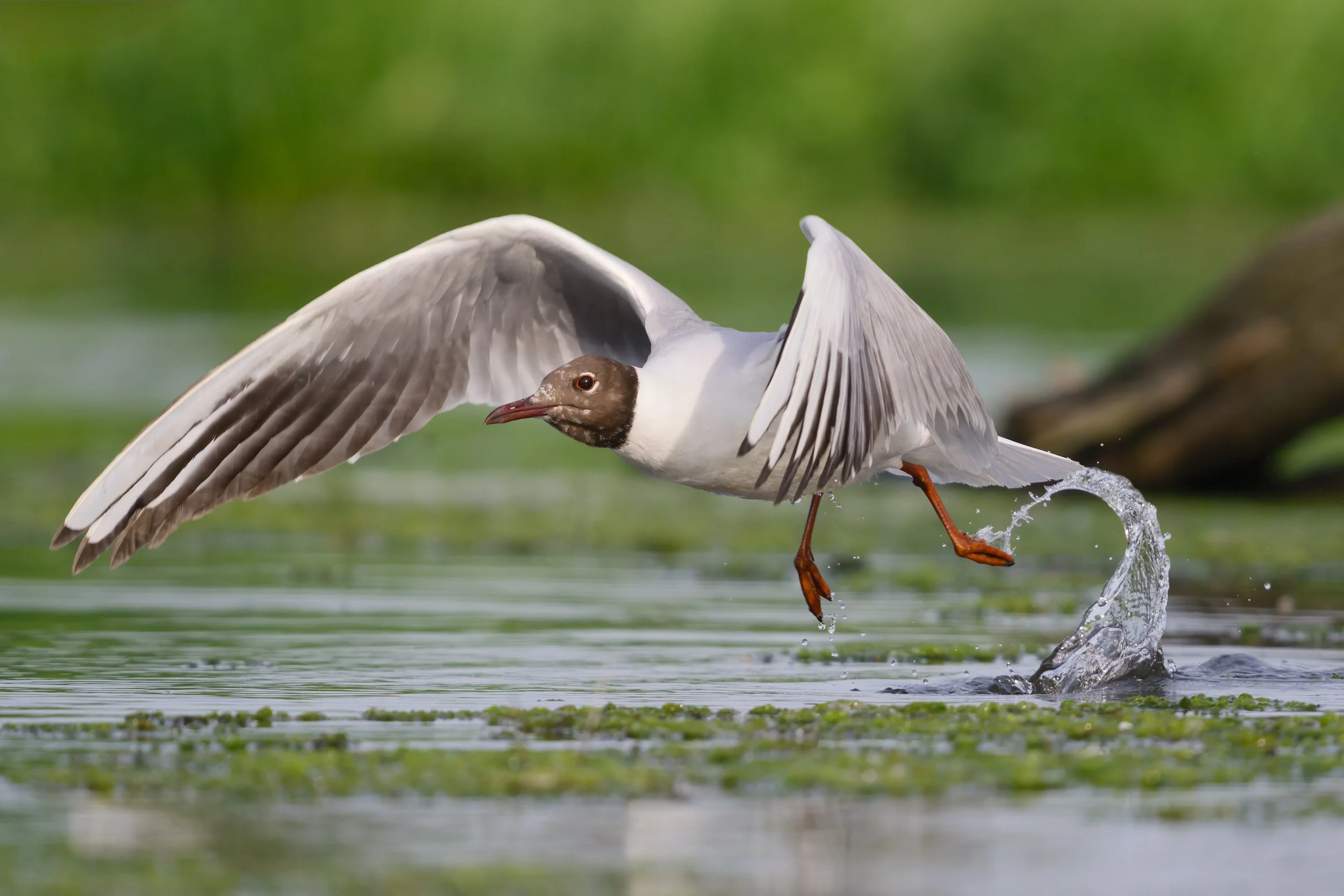 Vögel in und um Leipzig