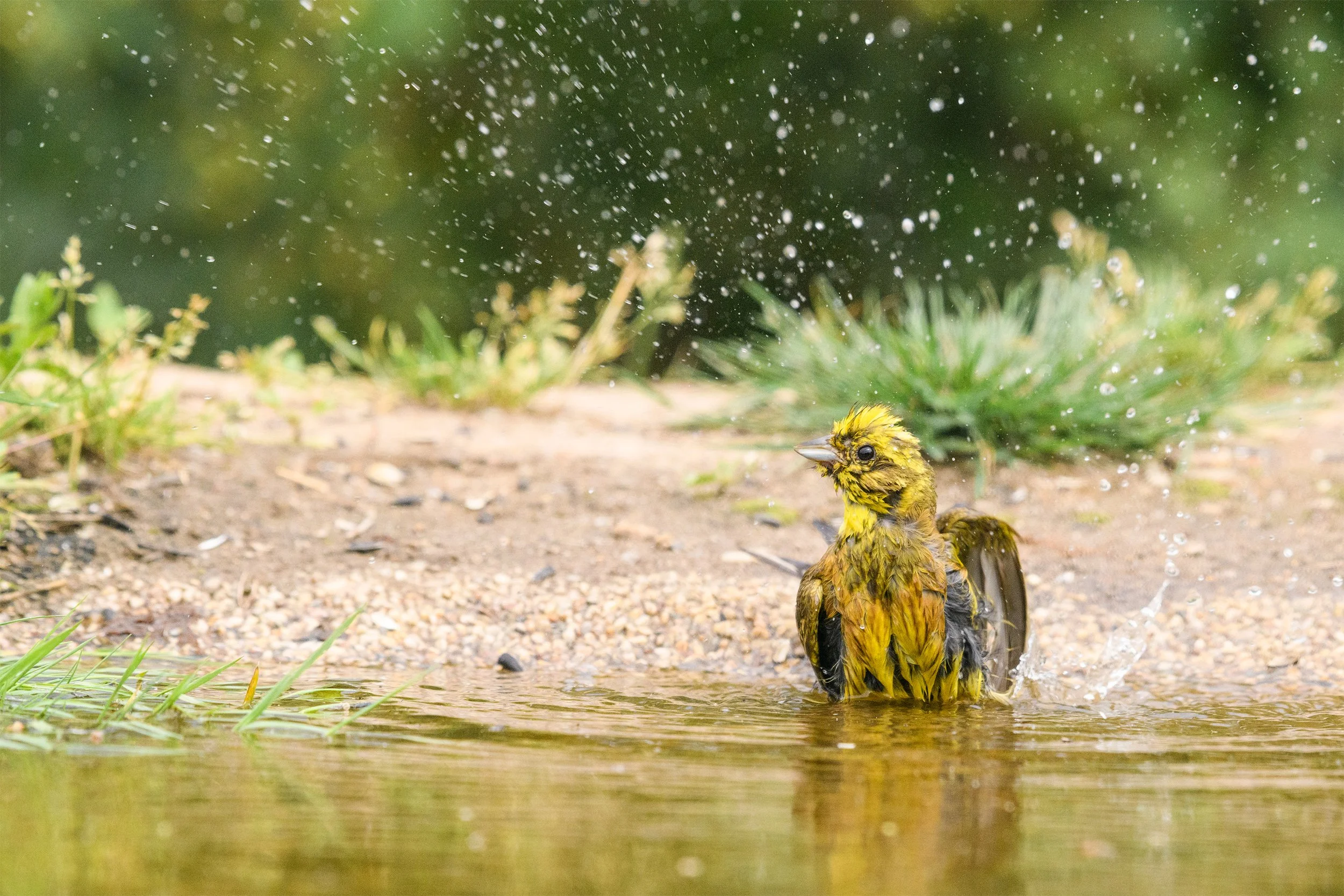 Goldammer (Emberiza citrinella) - 
 
Nikon D850 | 1/2000 sek | &#x192;/7.1 | ISO 1600 | 300 mm 
 - Zabeltitz | DE | 17. Juli 2018