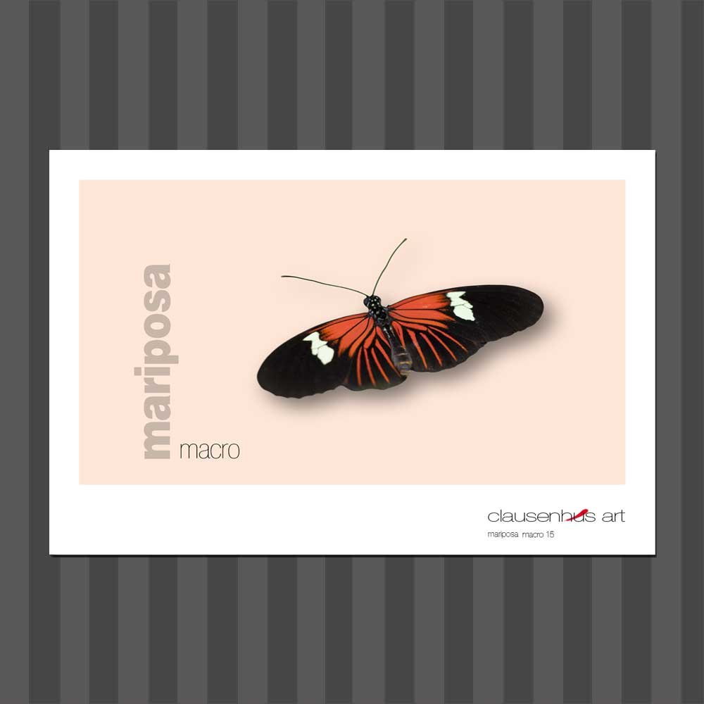 título: mariposa 15