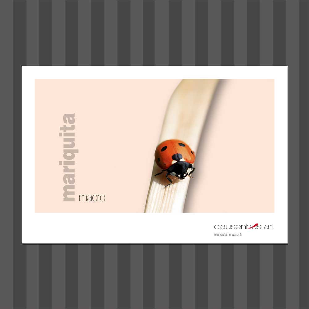 título: mariquita 1