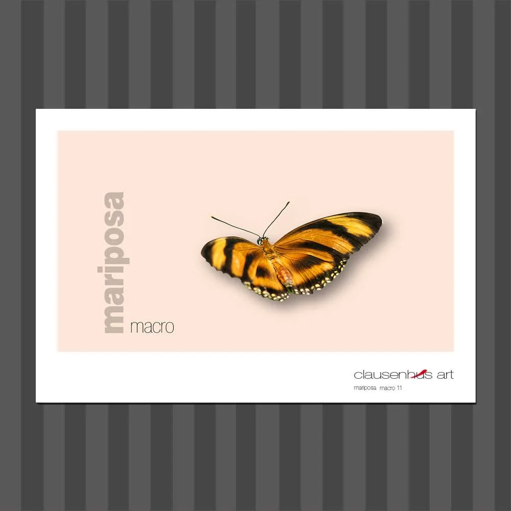 título: mariposa 11