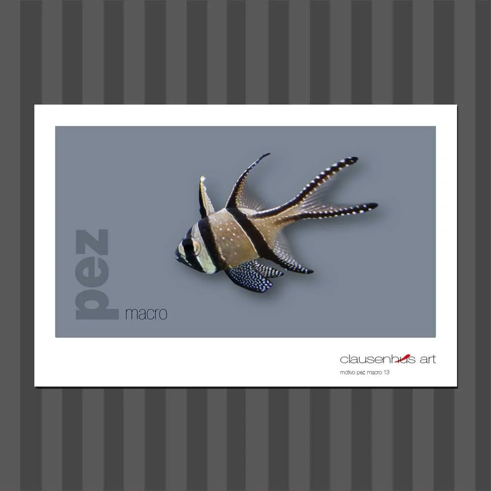 título: motivo del pez 13