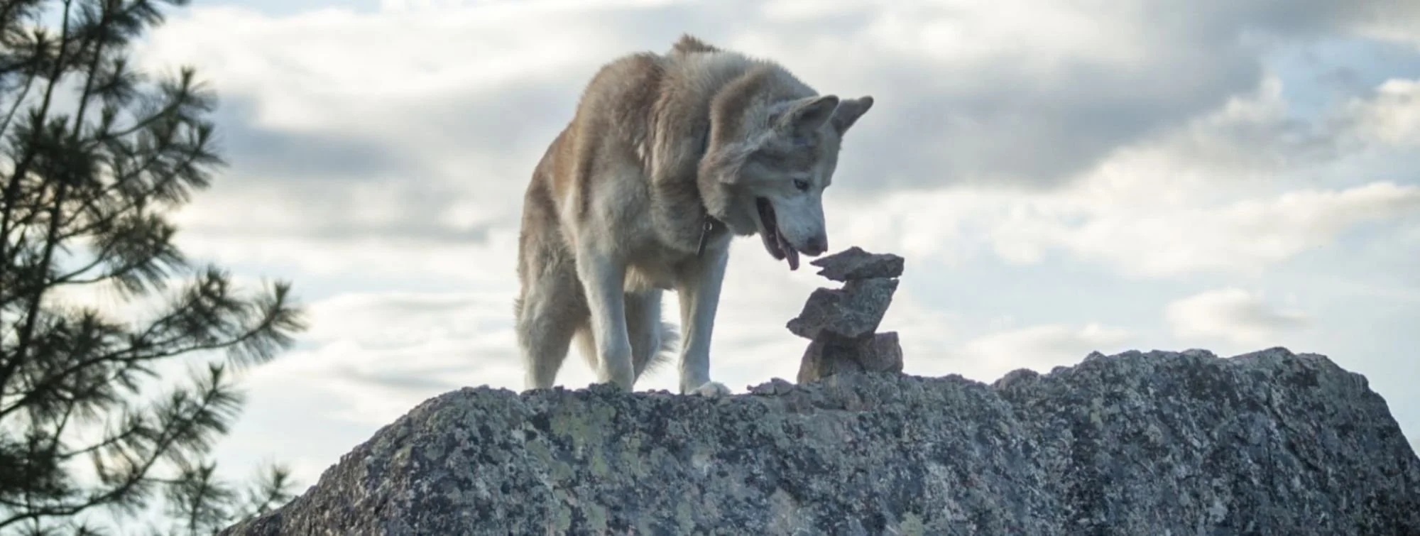 Chacun chez soi et les moutons seront bien gardés : Le retour du loup dans les pyrénées