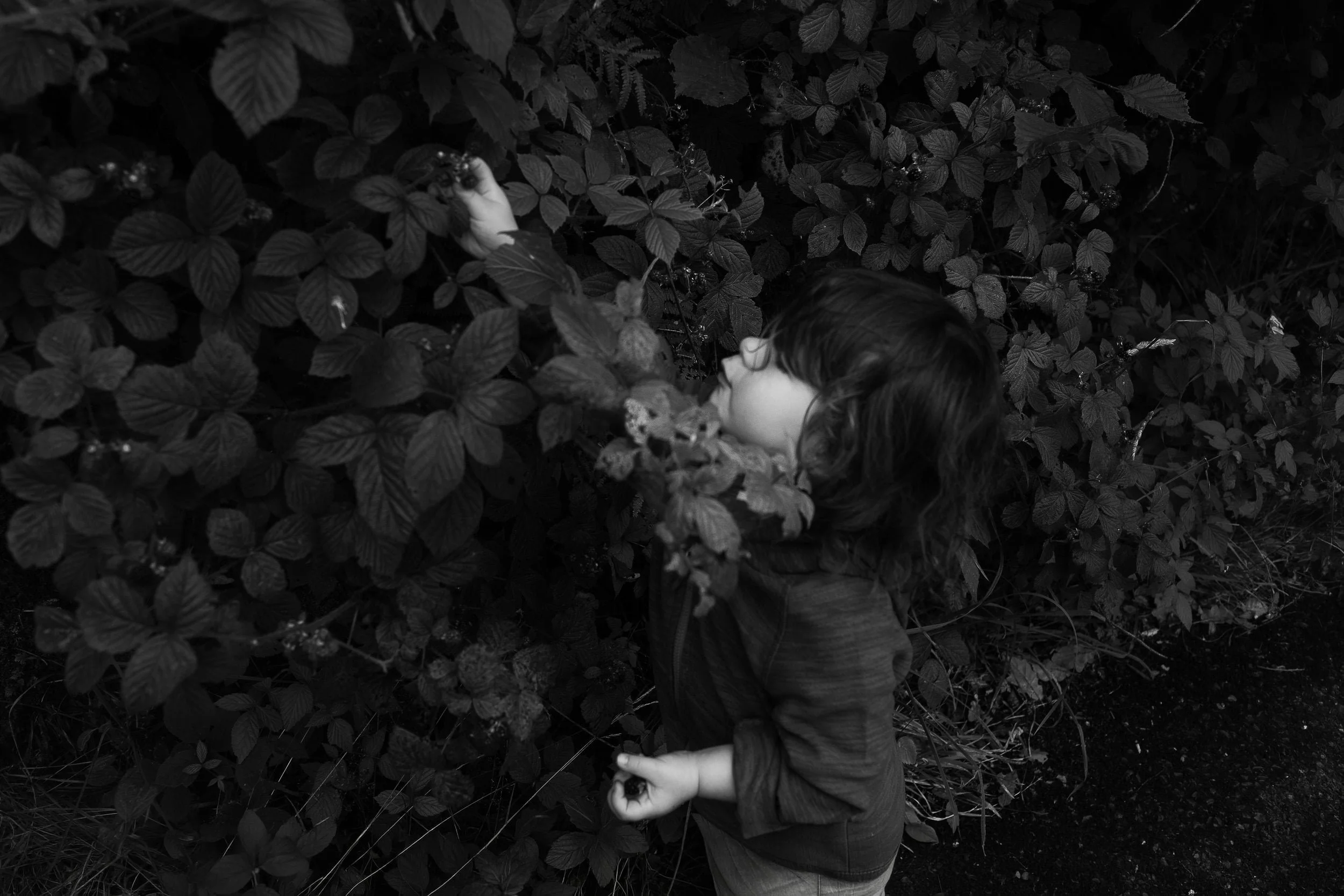A little girl reaches into dense foliage, picking blackberries on a shaded path during a family photo shoot
