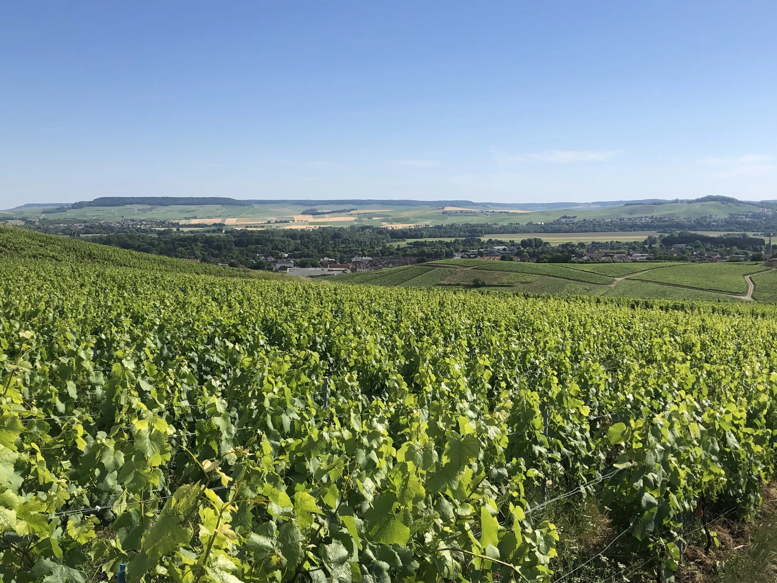Chablis &amp; dess mineraldrivna viner